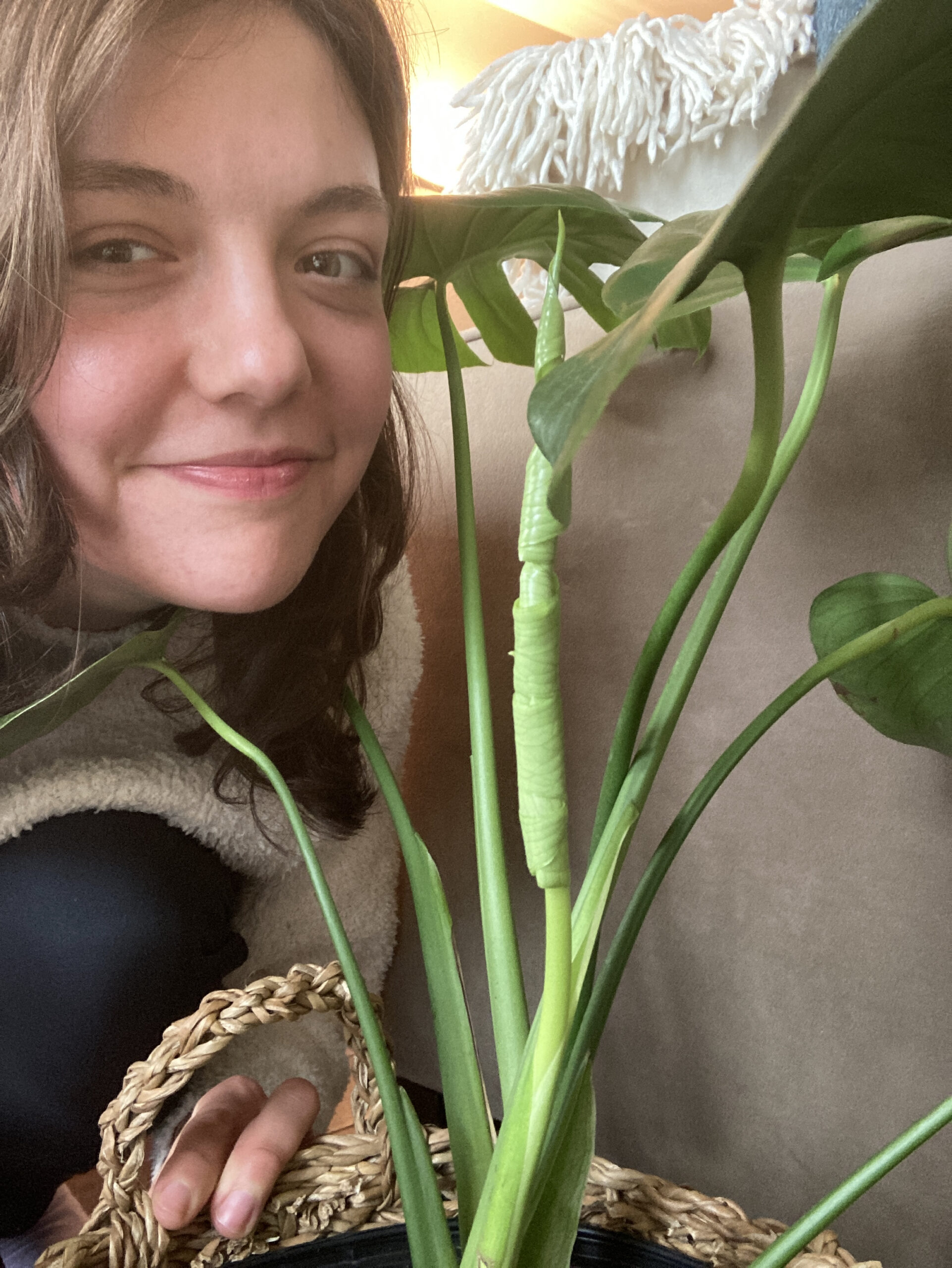 baby monstera leaf